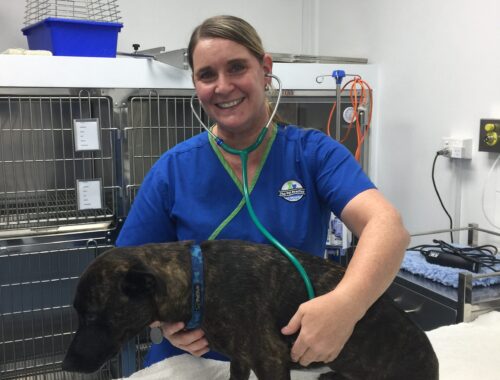 pet veterinarian near me