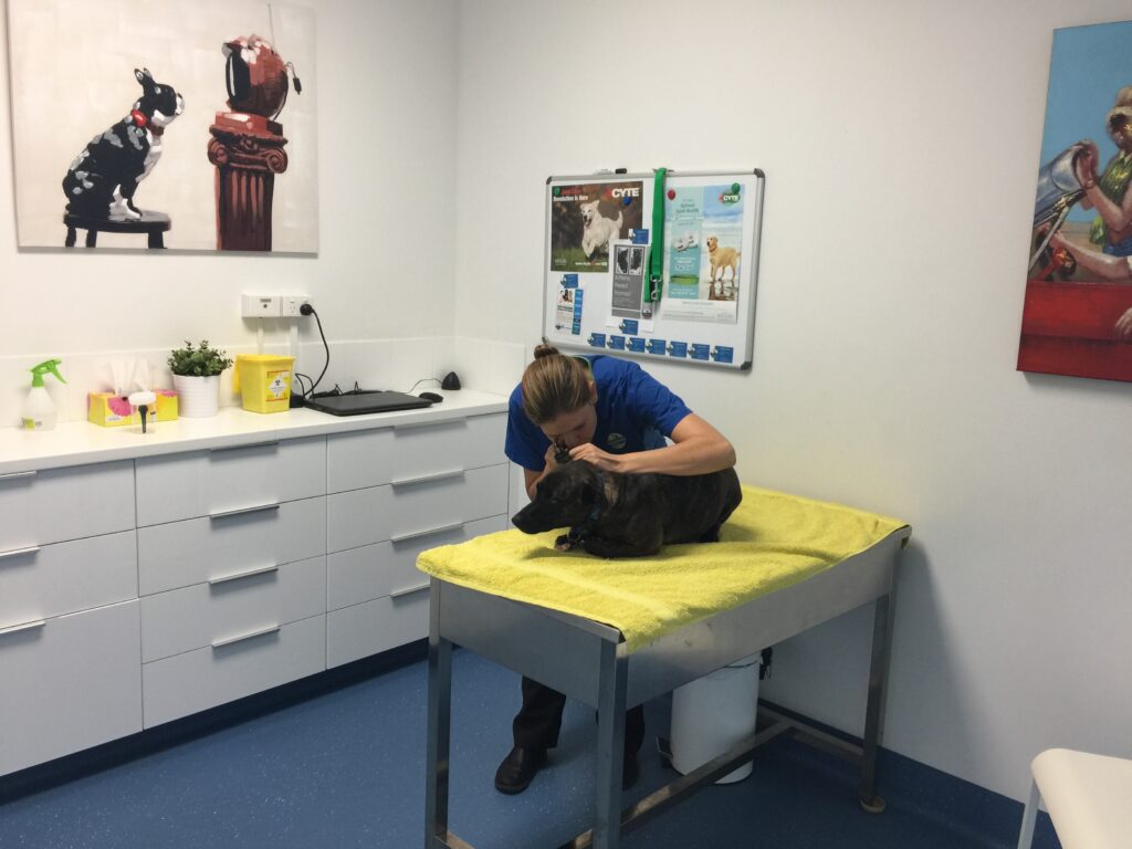 pet-practise-consulting-room