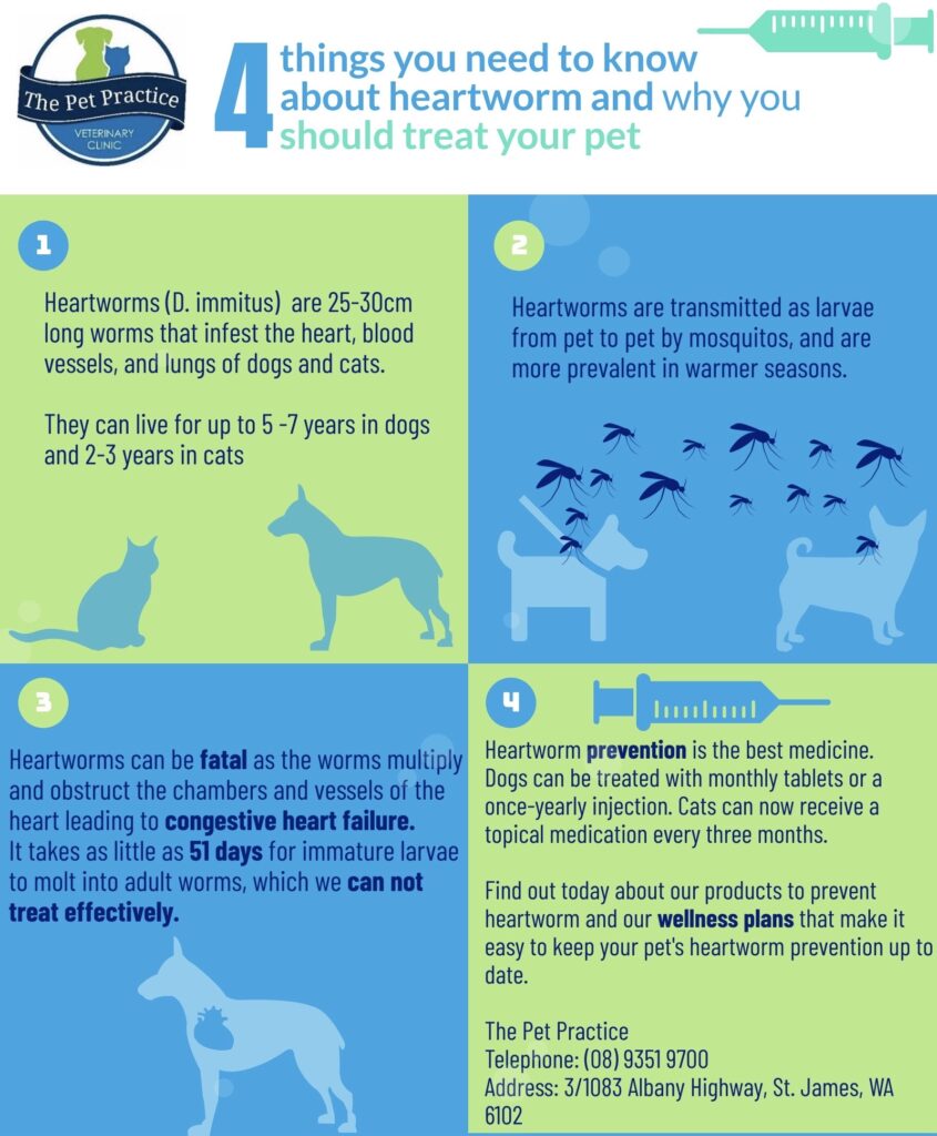 4 things you didn't know about heartworm