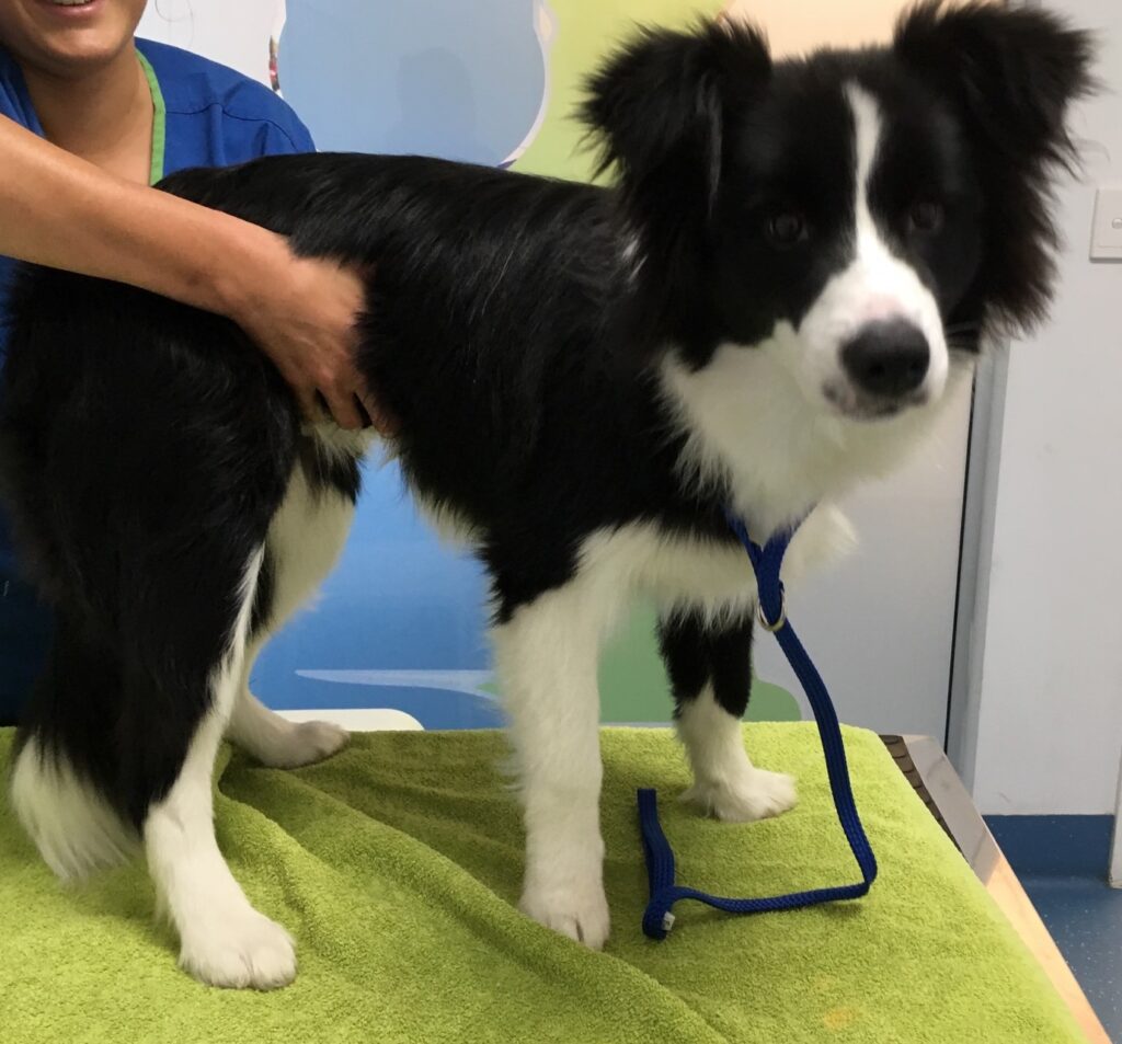 Checking for signs of pancreatitis in dogs