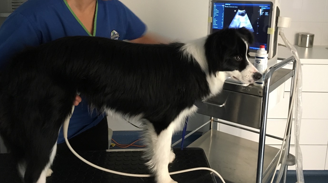 Pancreatitis in dogs the pet practice