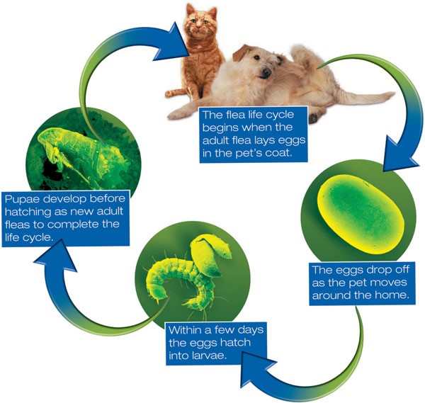 The life-cycle of fleas