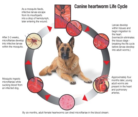 The life-cycle of heartworms