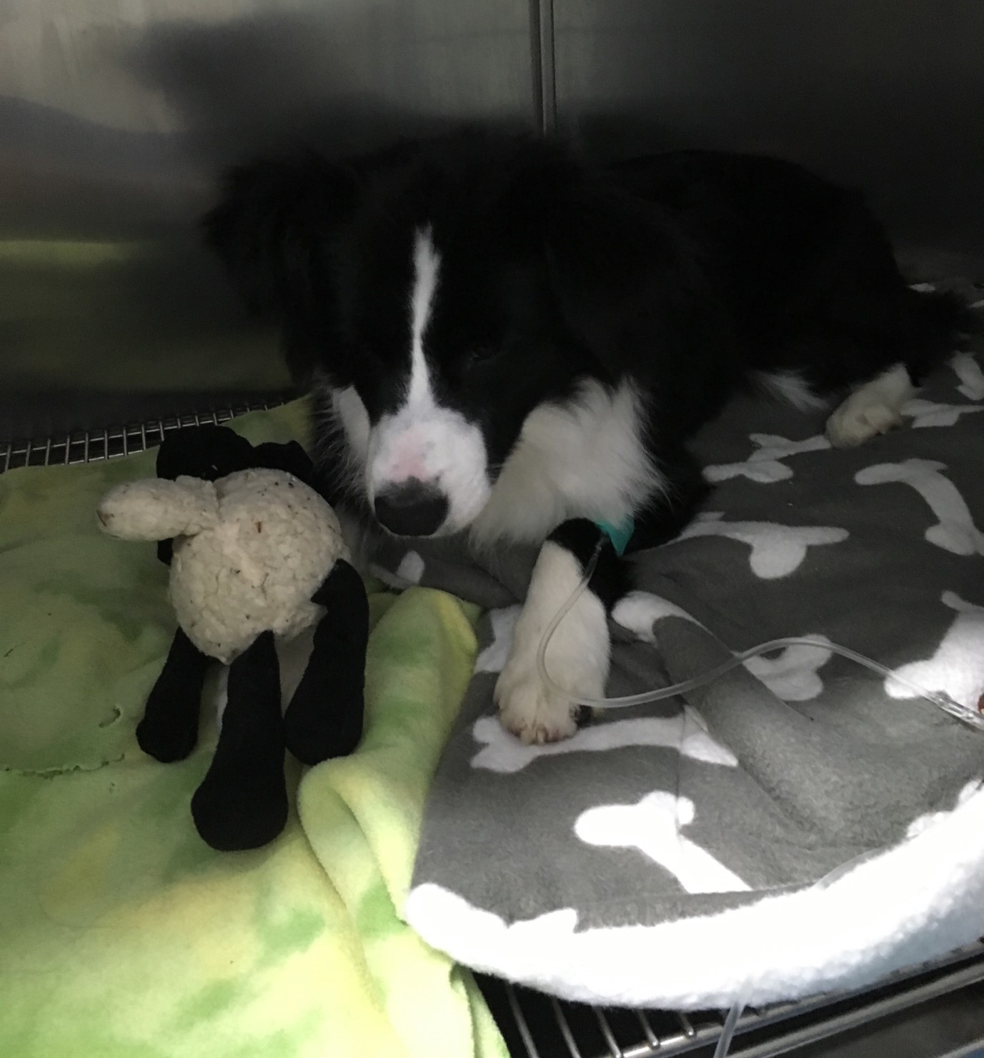 Pancreatitis in dogs | The Pet Practice