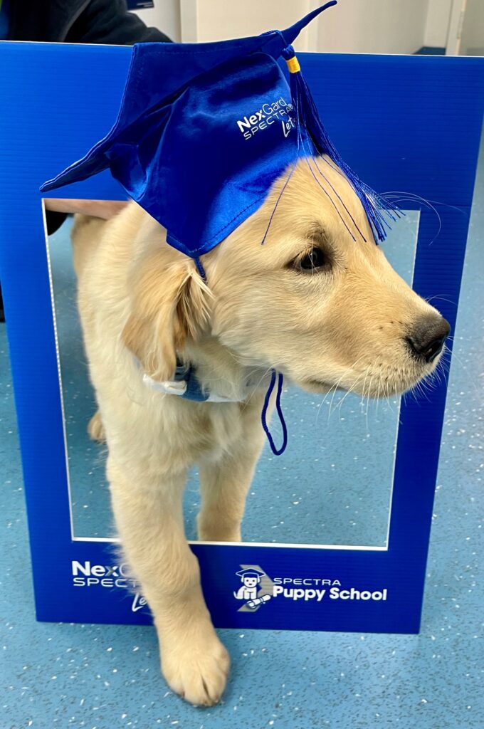 Perth Puppy preschool photo