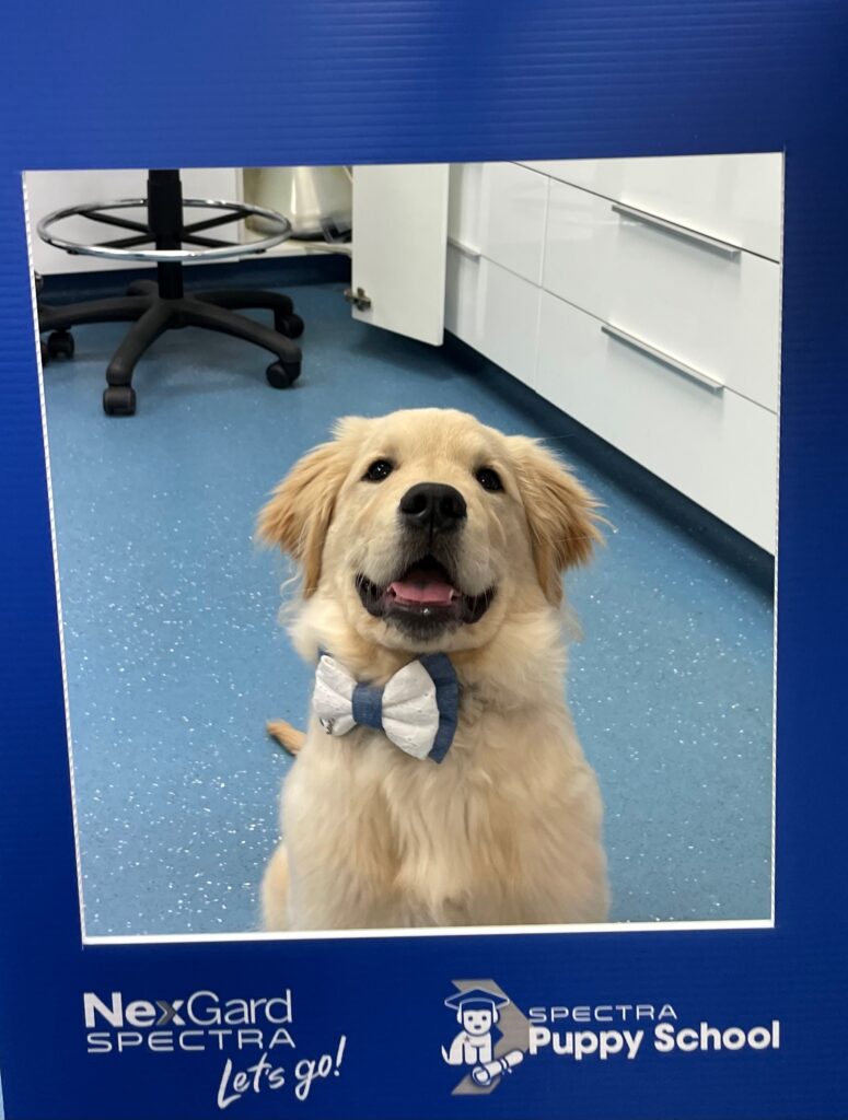 Puppy school photo