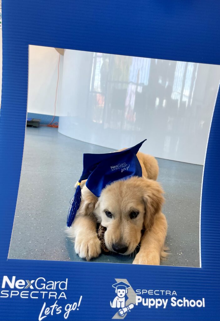 Puppy school photo