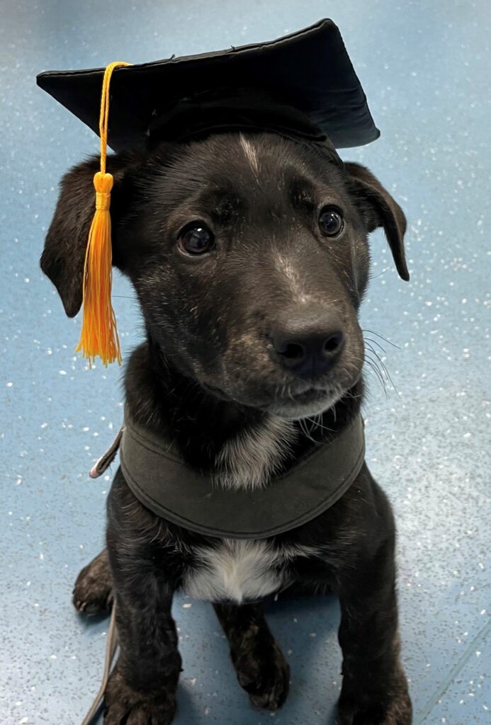 Puppy school photo