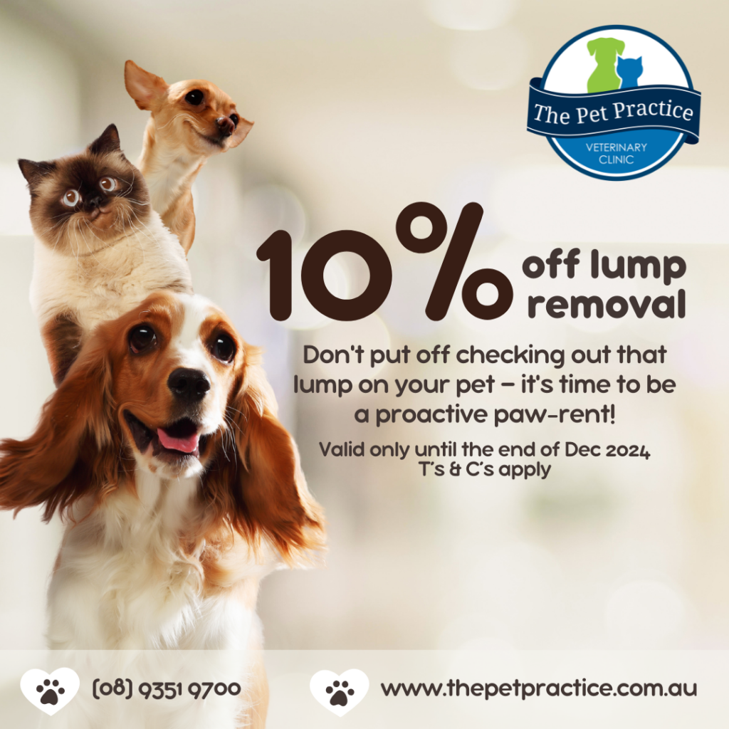 Vet South Perth | Local Perth Veterinary Clinic | The Pet Practice